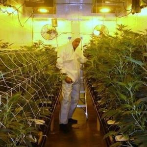 Meet your Posher, Bruce